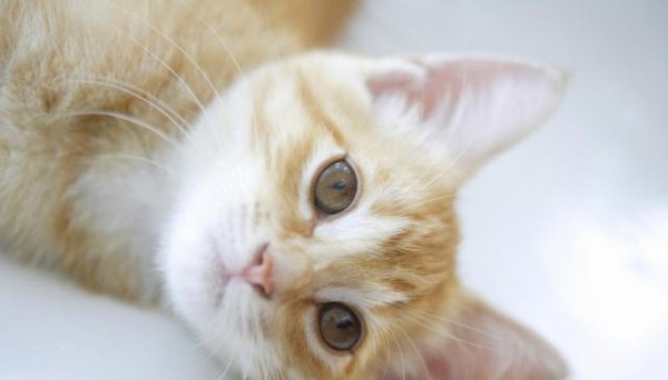 维嘉资本 猫是如何帮助人类缓解焦虑和压力的？