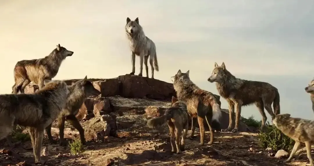 大牛时代 祁连山7只狼追杀藏野驴反被踢伤，就去围猎岩羊，雪豹突袭岩羊群吓得四处逃窜