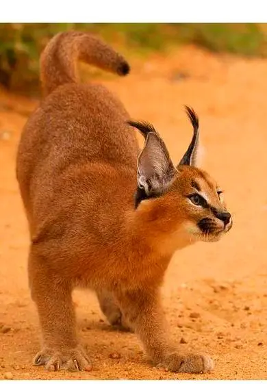 配多多 狞猫：一种有着碟形卫星耳朵的超常跳跃者