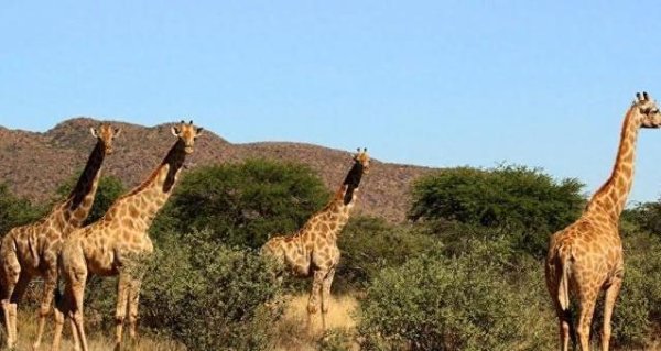 东方汇赢 南非克鲁格看大象撒欢，家有萌宠也疯狂，你选哪边？