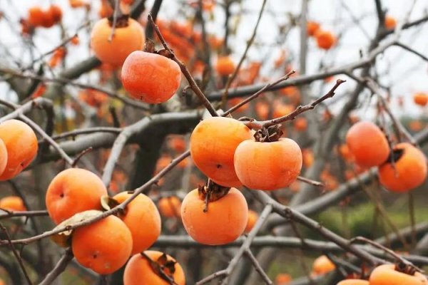 红股网 近期大量上市！秋天幸福感最强的水果，营养又好吃