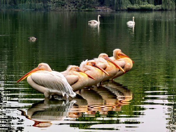 申银优配 惬意！秋游北京动物园，看鸟儿舞动，进入童话世界